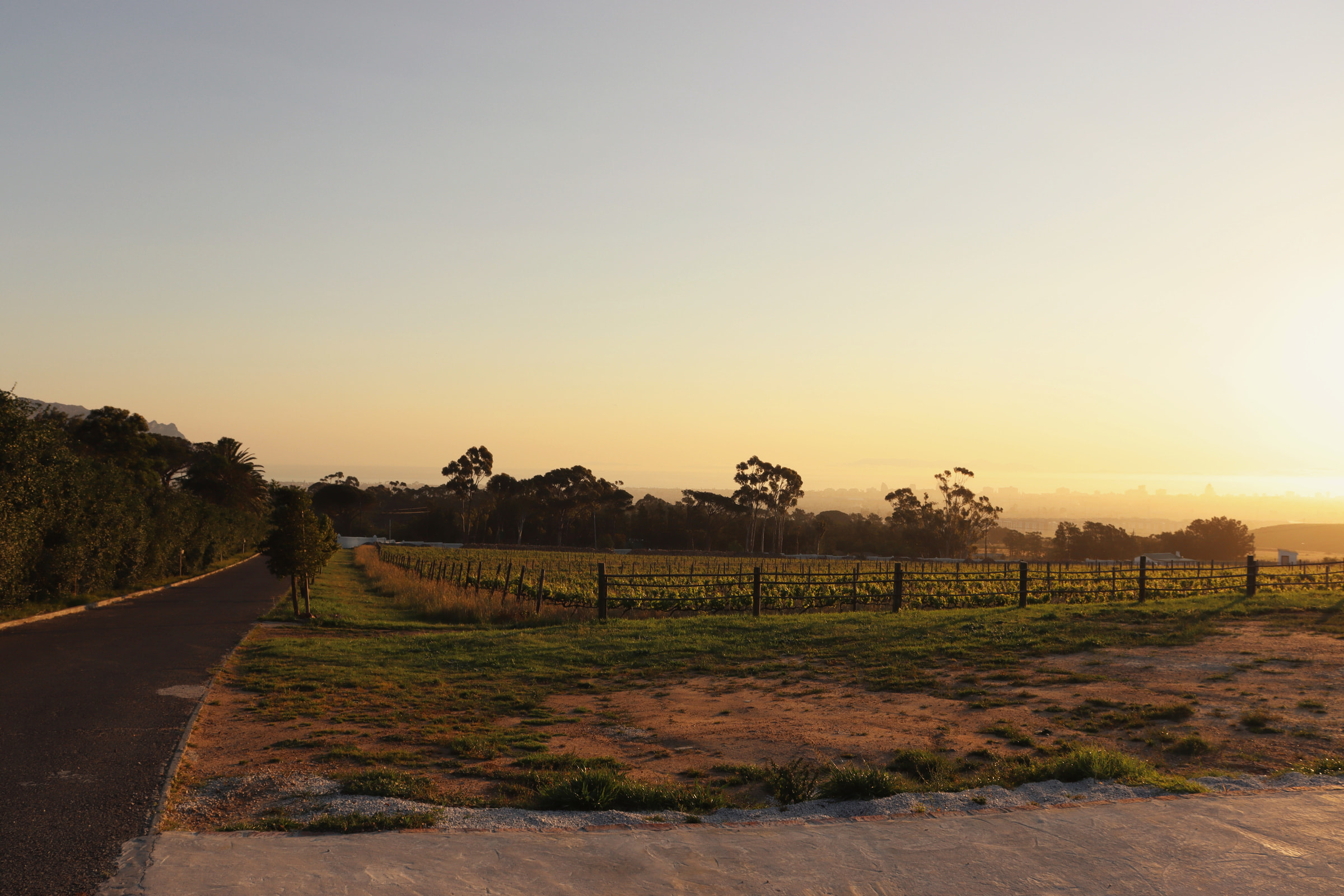 The vineyard rows at dawn, looking out towards False Bay